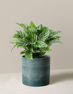 Calathea Freddie