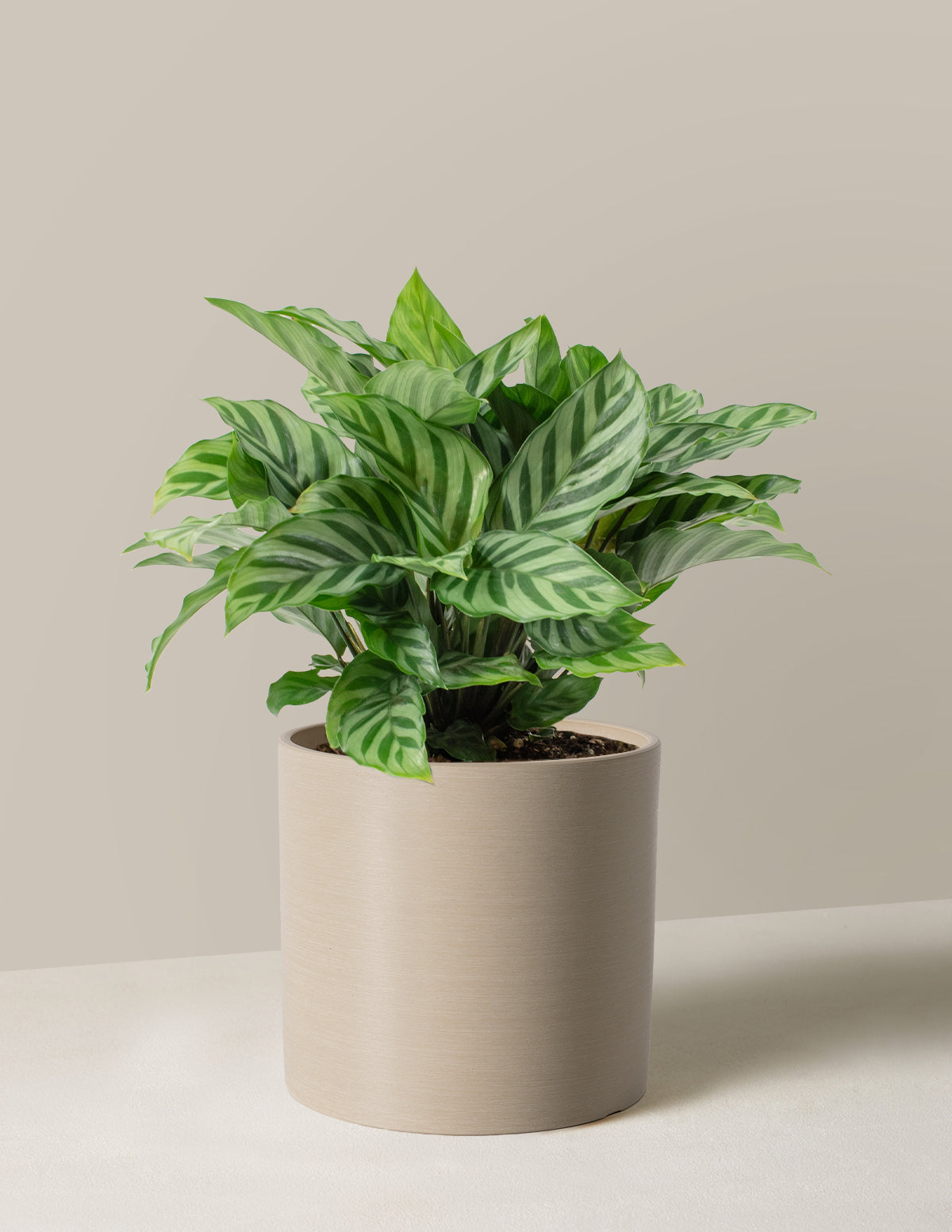 is calathea an indoor plant Calathea Freddie
