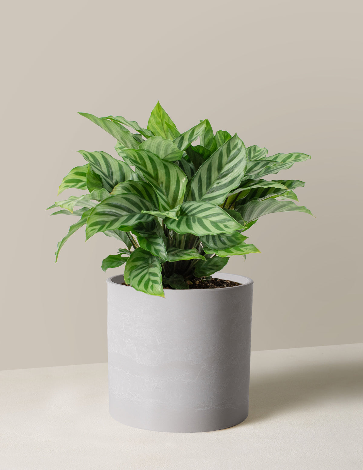 calathea plant pot size Calathea Freddie
