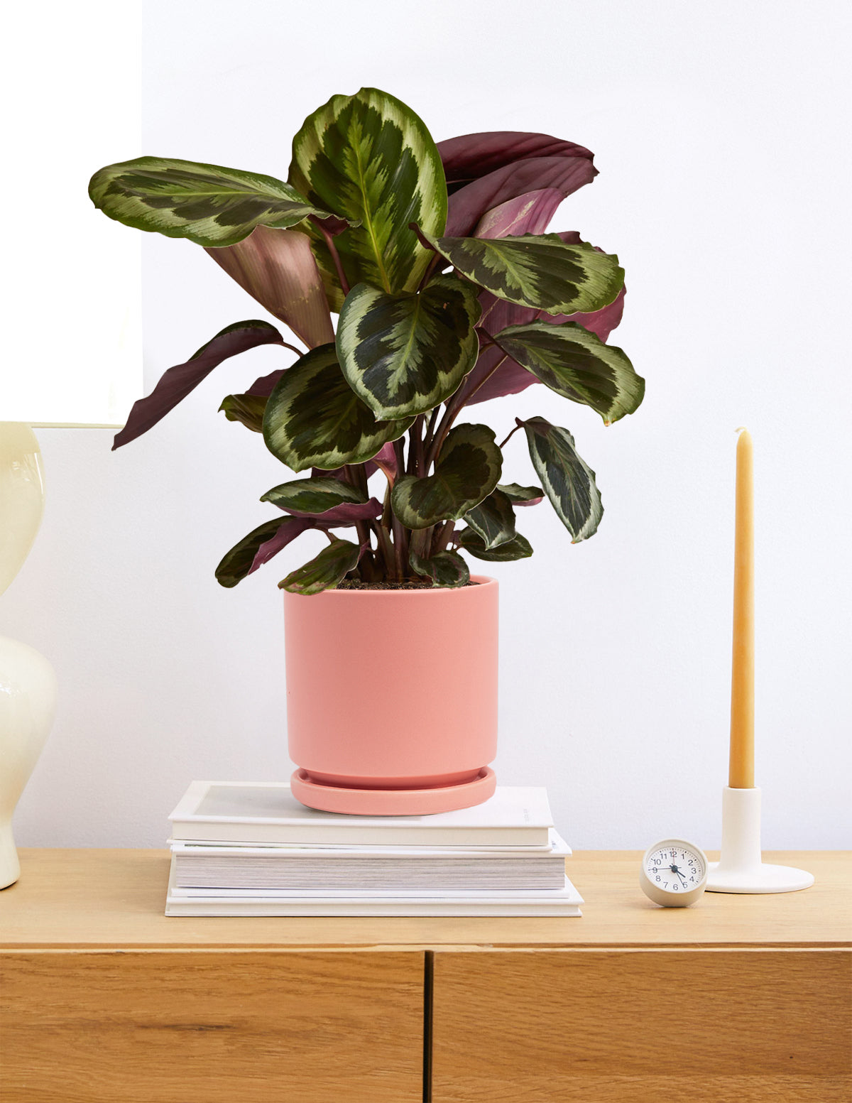 medallion prayer plant care Calathea Medallion