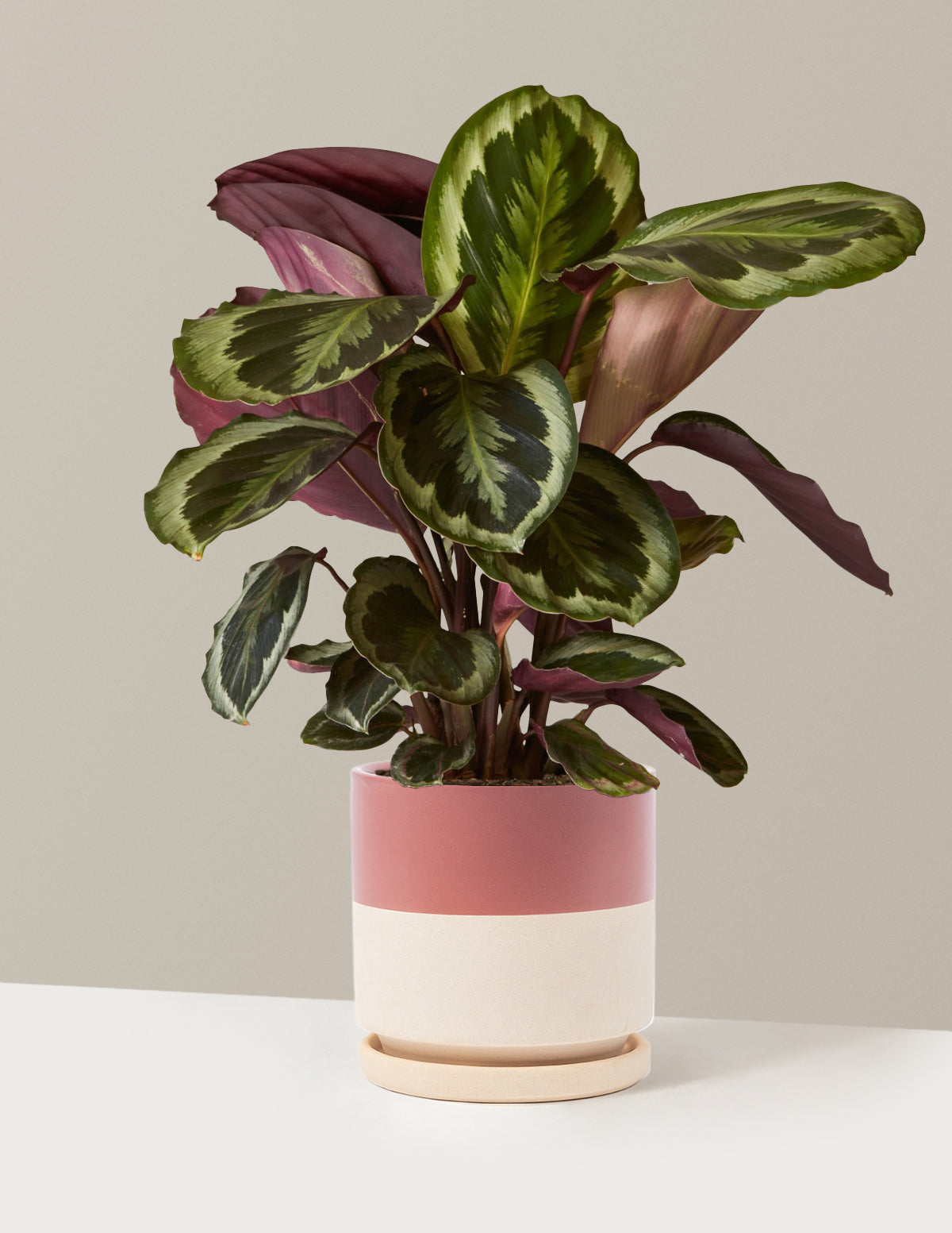 bundle | Medium | Isabella | Top Half Dusty Rose