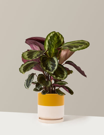 house plants calathea Calathea Medallion Houseplant - Medium (8"-12" tall) White Planter