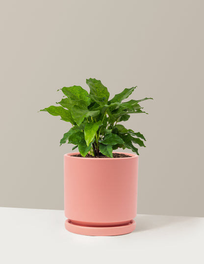 bundle | Medium | Isabella | Bubblegum