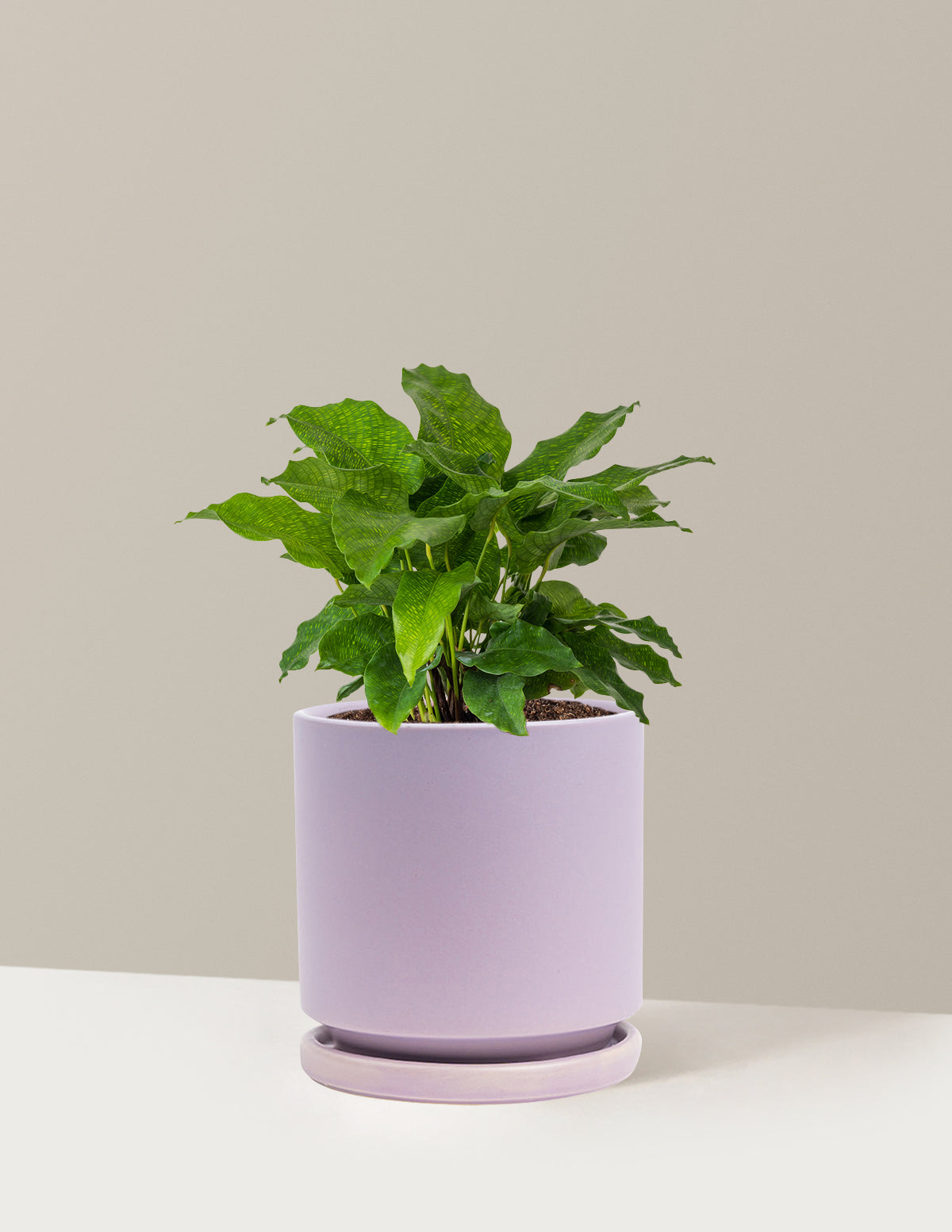 bundle | Medium | Isabella | Lavender