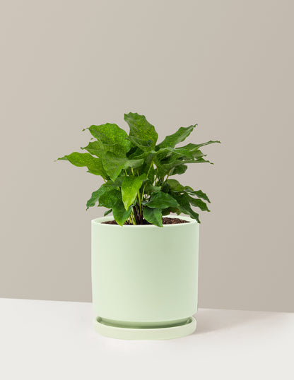 bundle | Medium | Isabella | Sage