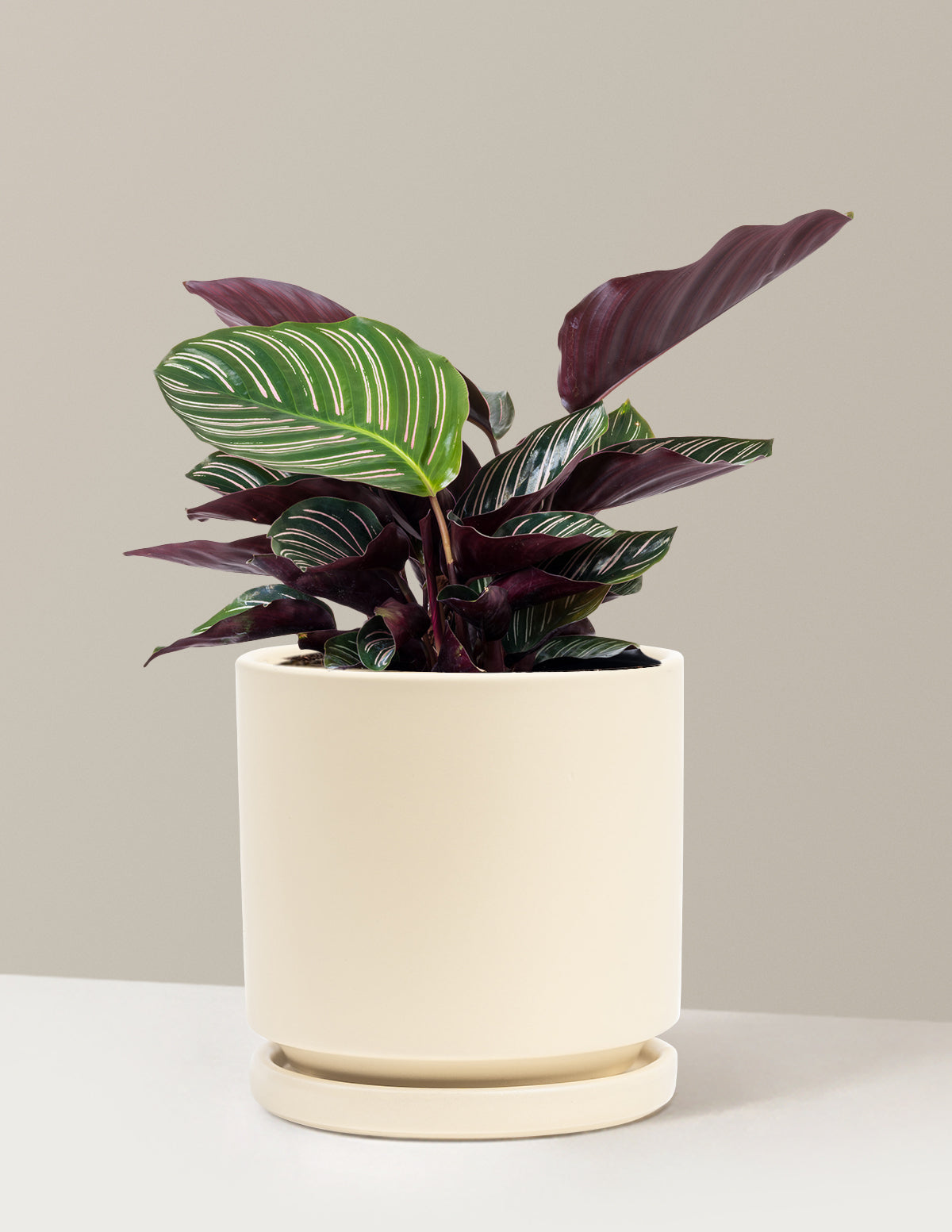 Calathea Pinstripe