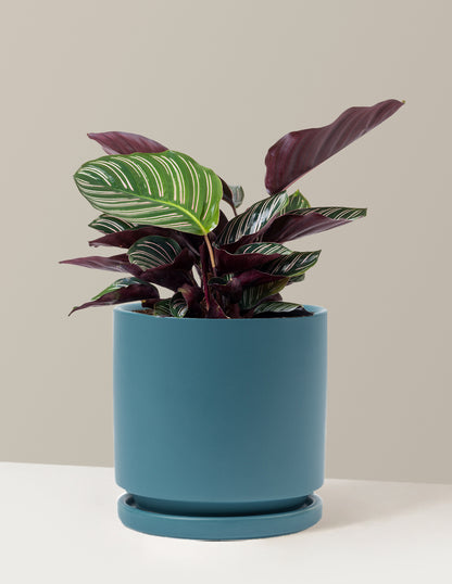 Calathea Pinstripe