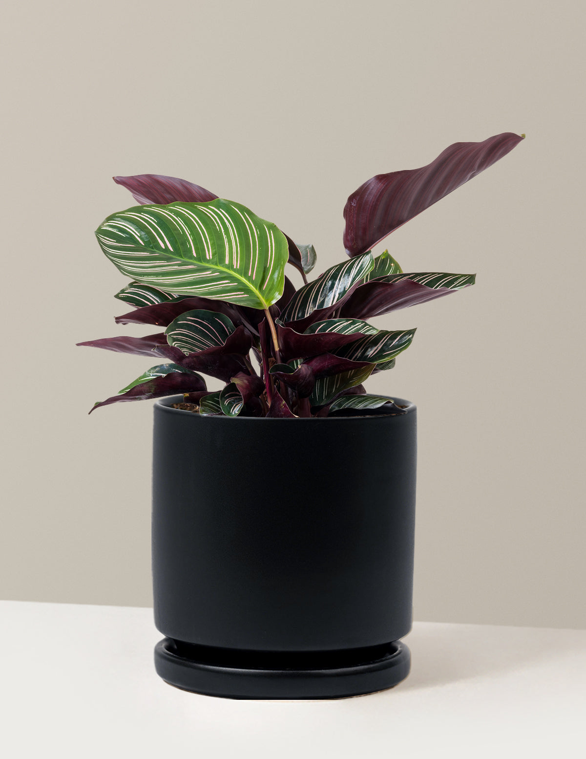 Calathea Pinstripe