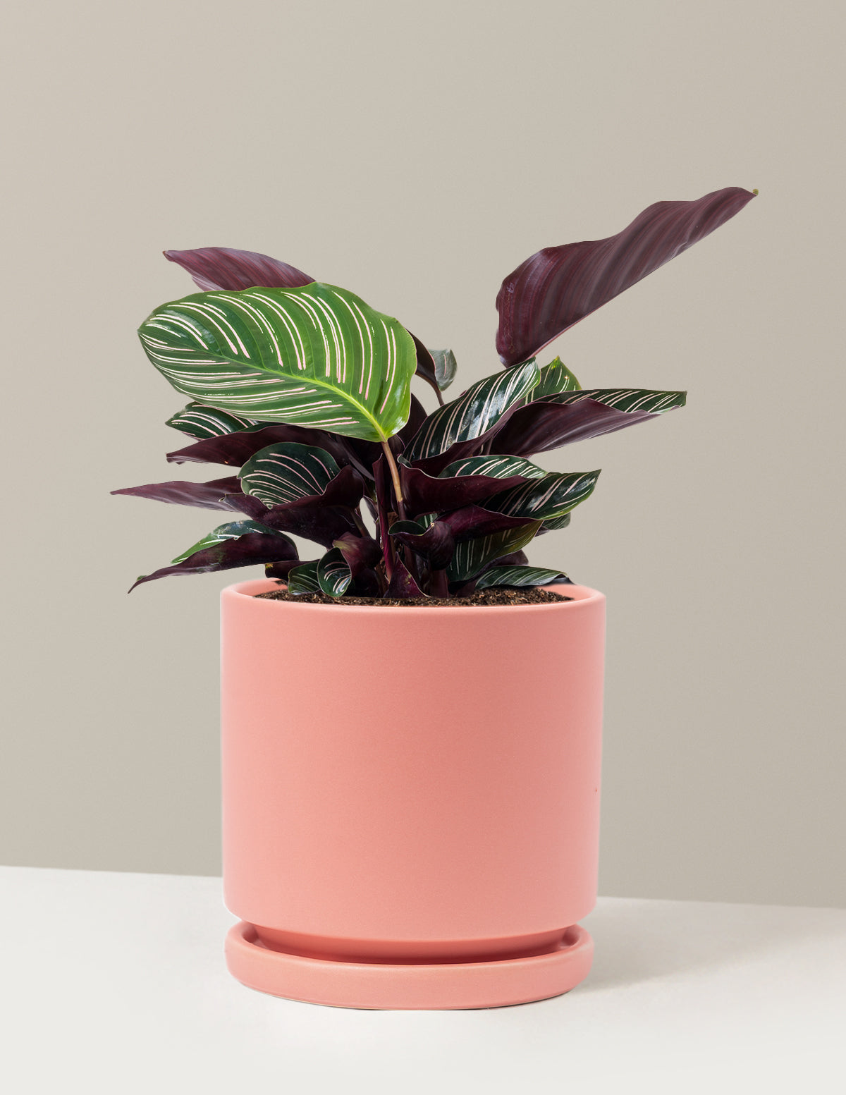 Calathea Pinstripe