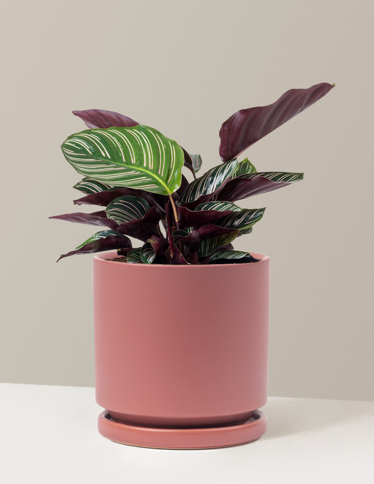 Calathea Pinstripe