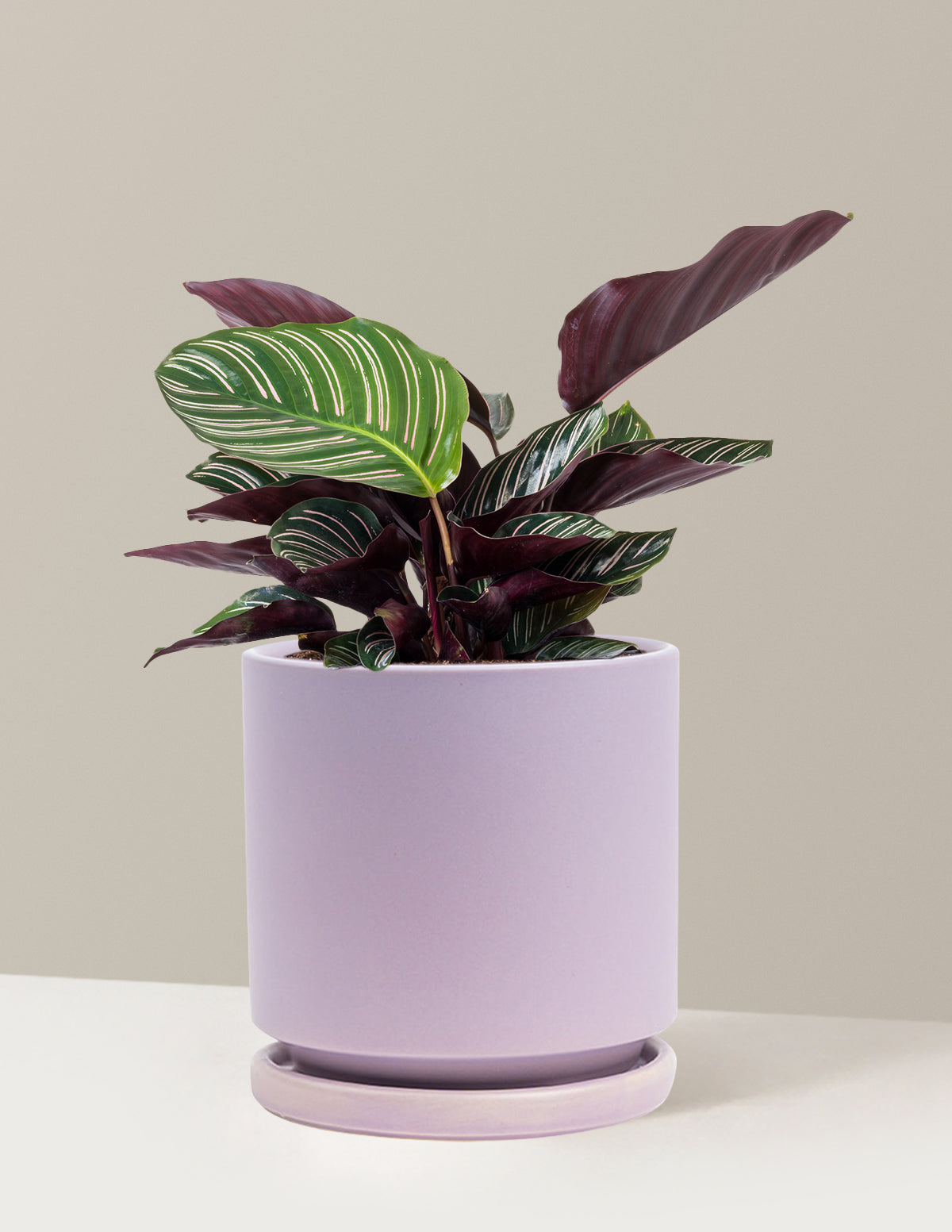 Calathea Pinstripe