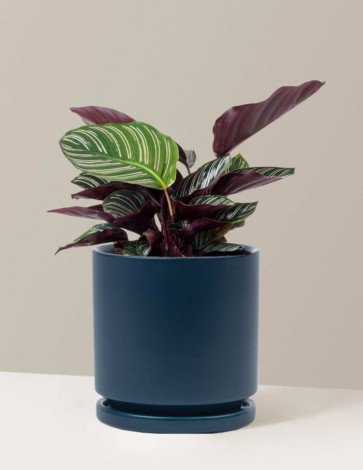 Calathea Pinstripe