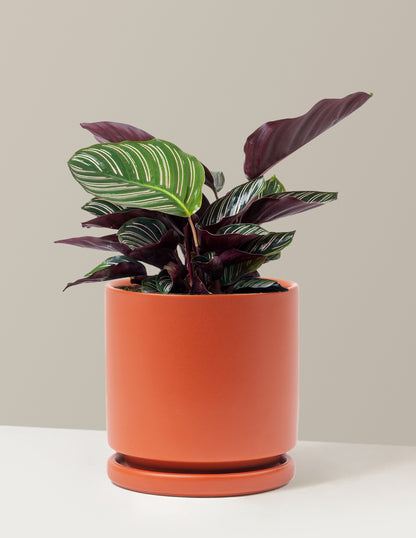 Calathea Pinstripe