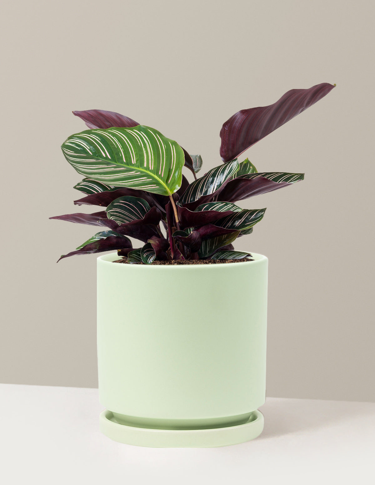 Calathea Pinstripe