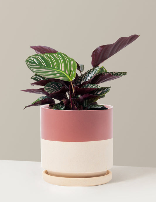 bundle | Medium | Isabella | Top Half Dusty Rose