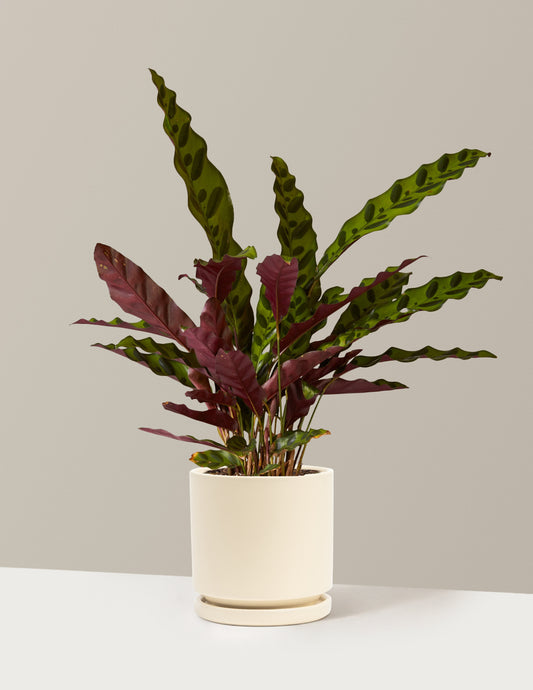 Calathea Rattlesnake