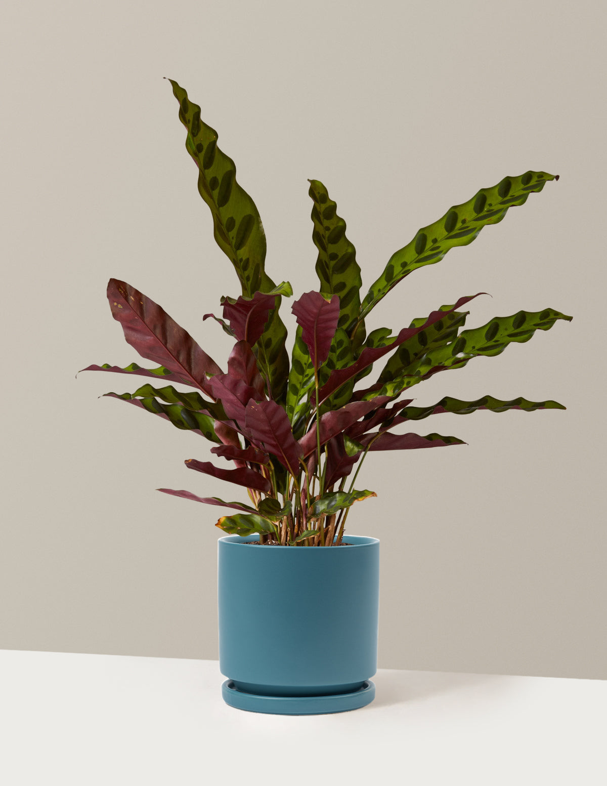 bundle | Medium | Isabella | Antique Teal