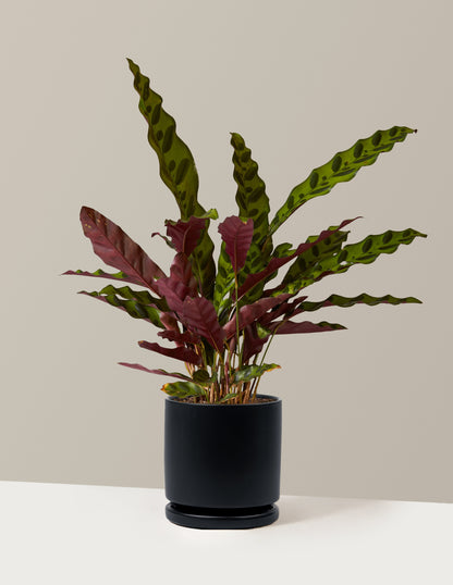 Calathea Rattlesnake