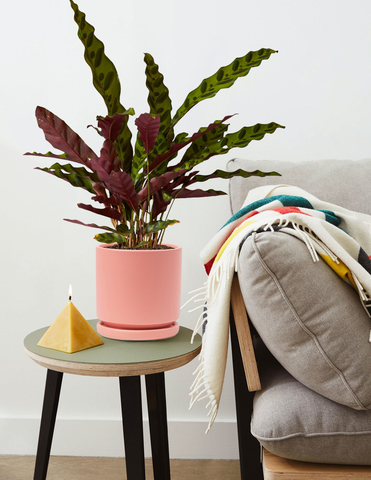 Calathea Rattlesnake