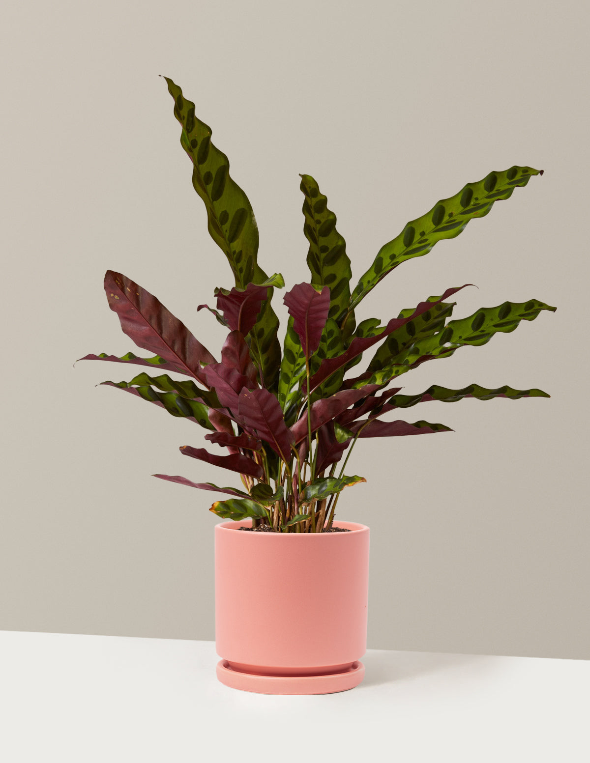 bundle | Medium | Isabella | Bubblegum
