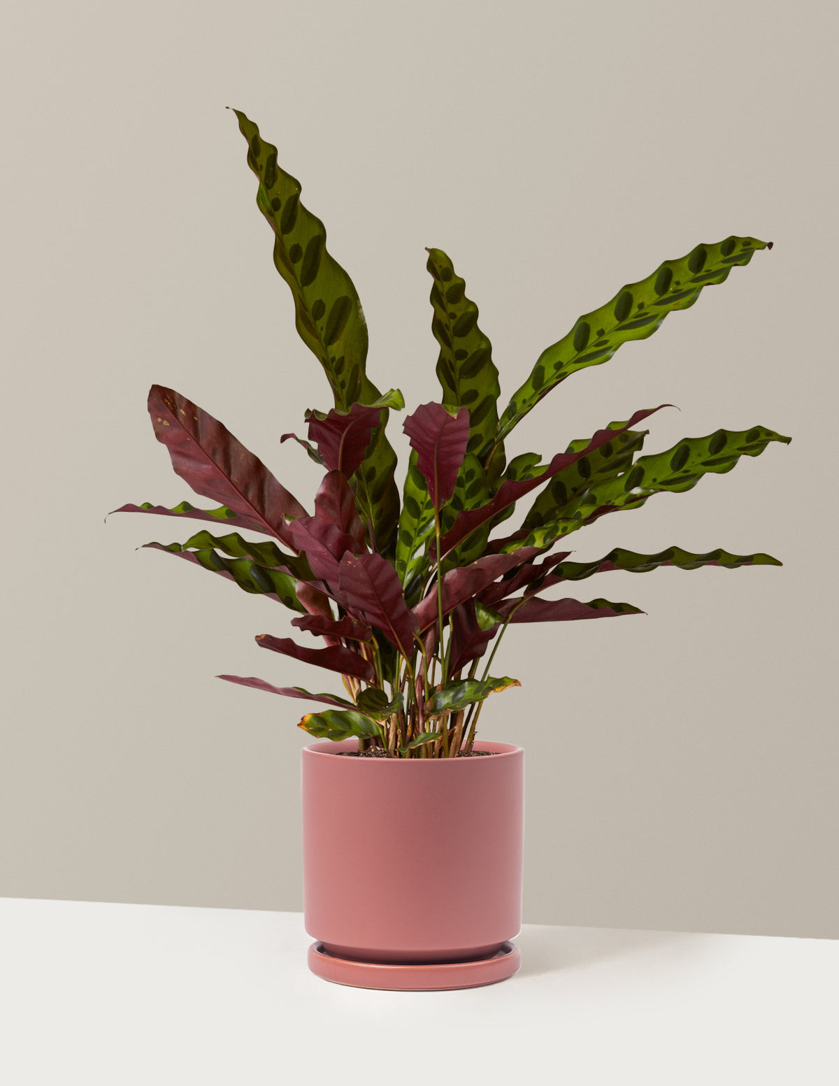 bundle | Medium | Isabella | Dusty Rose