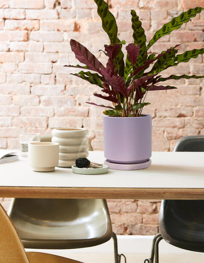 Calathea Rattlesnake