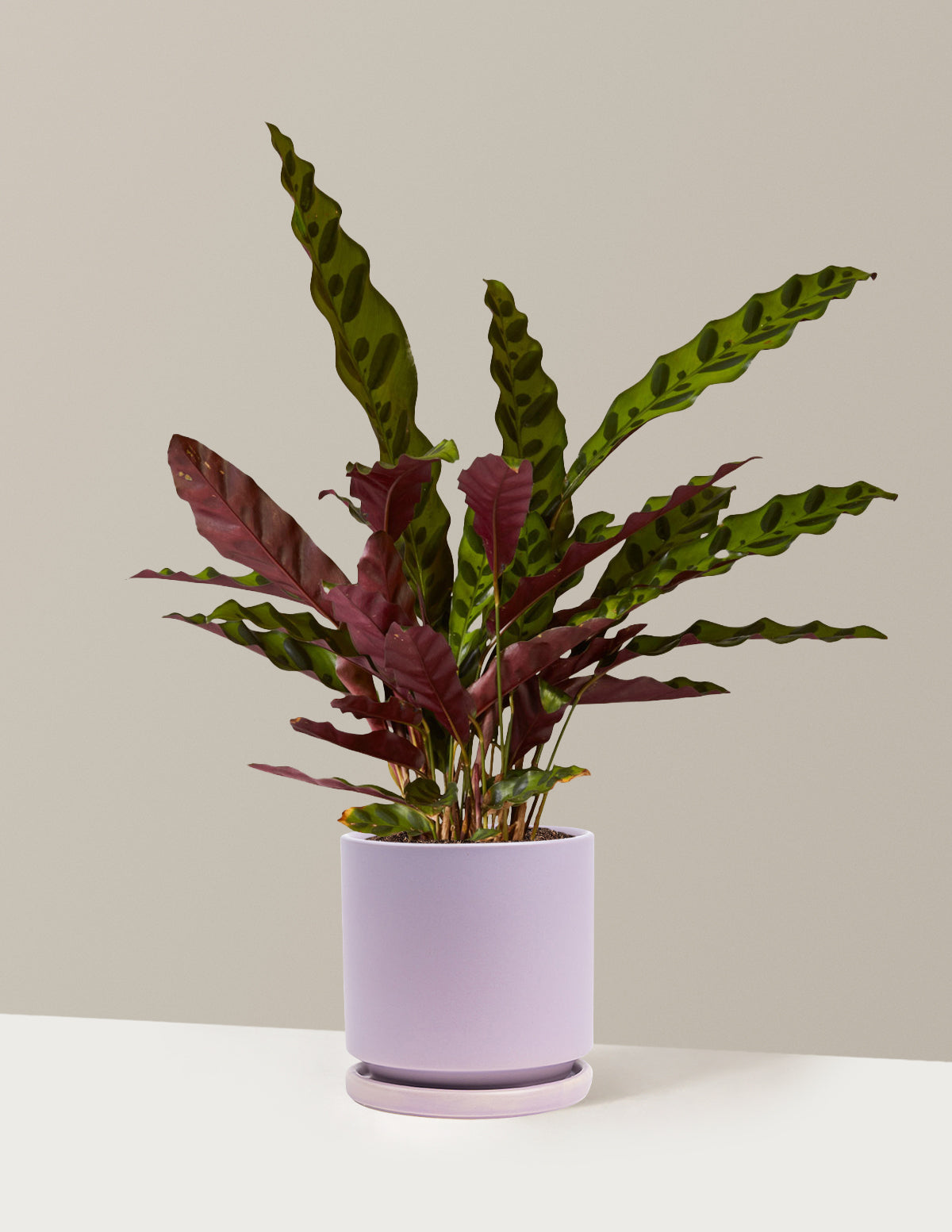 Calathea Rattlesnake
