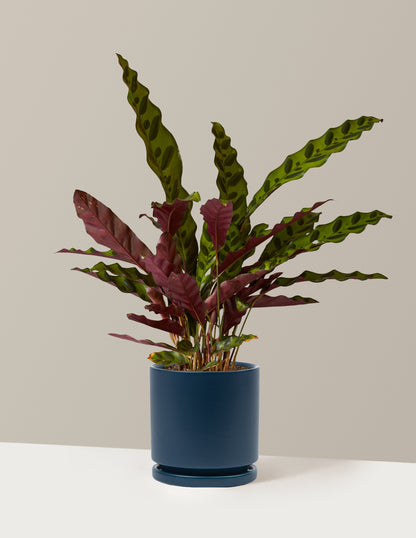 Calathea Rattlesnake