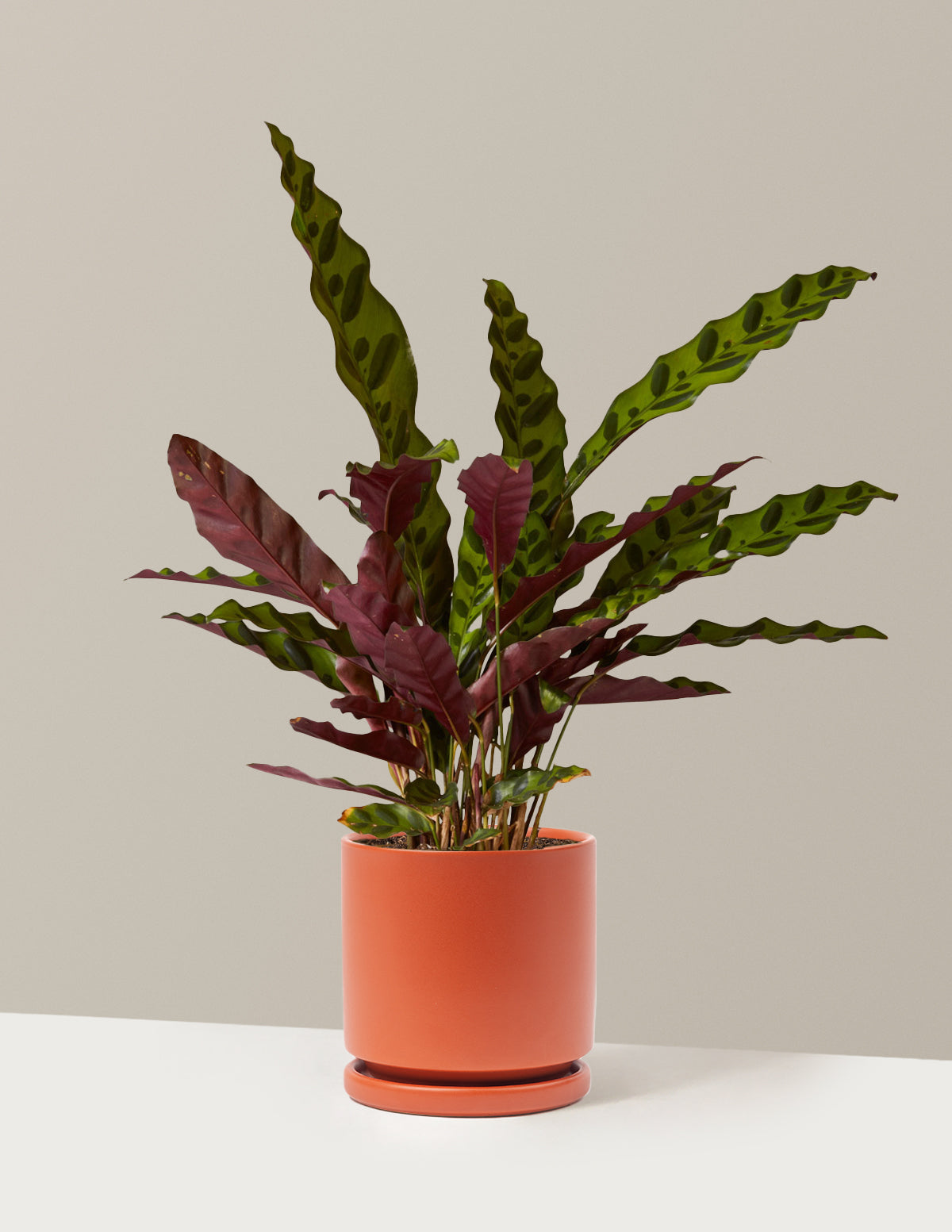 Calathea Rattlesnake Prayer Plant | Houseplants Safe for Pets Delivery