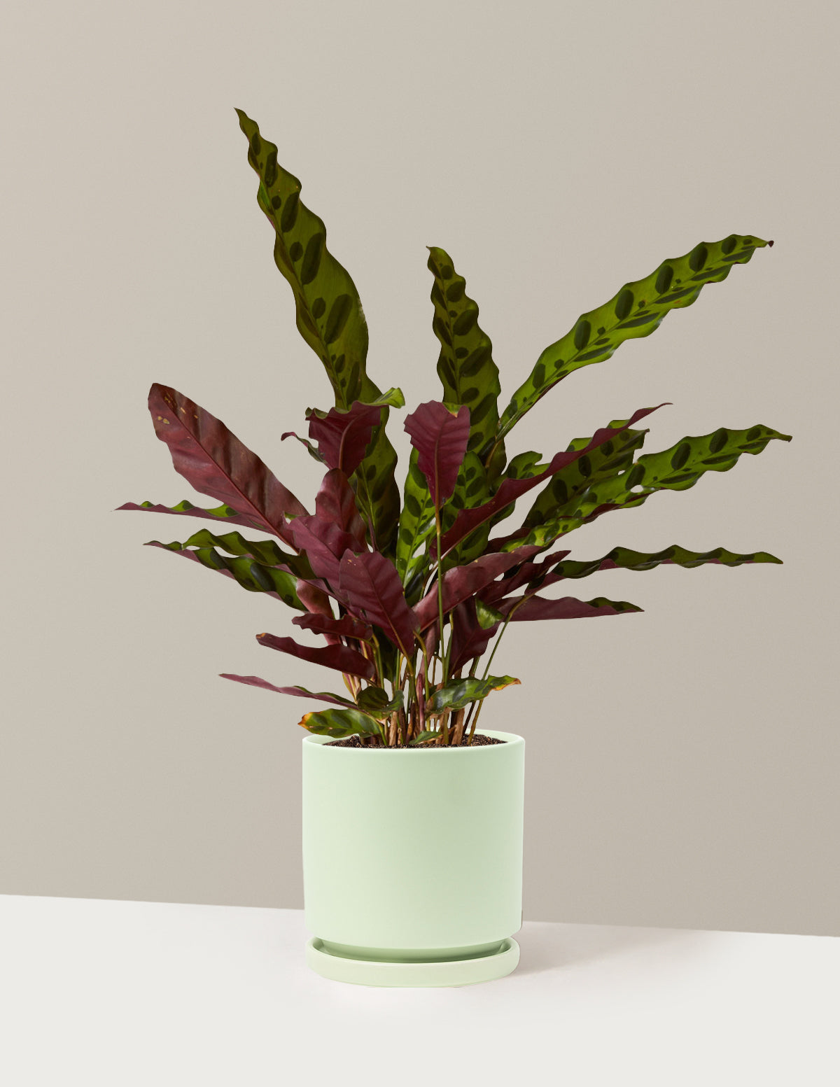 Calathea Rattlesnake