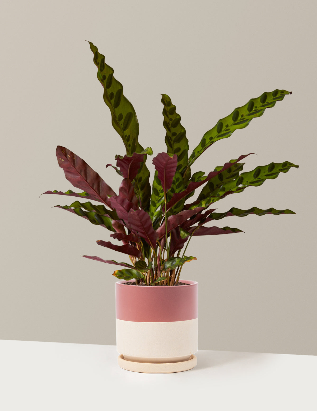 bundle | Medium | Isabella | Half Dusty Rose