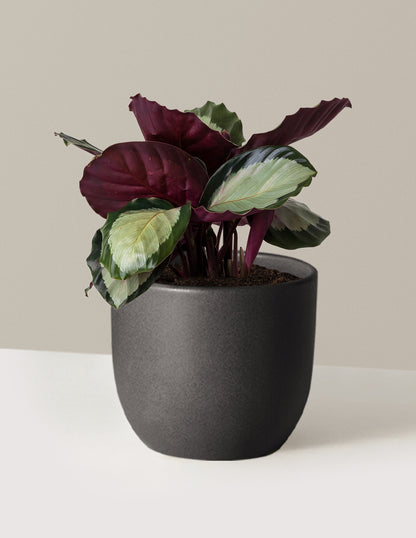 Calathea Rosy