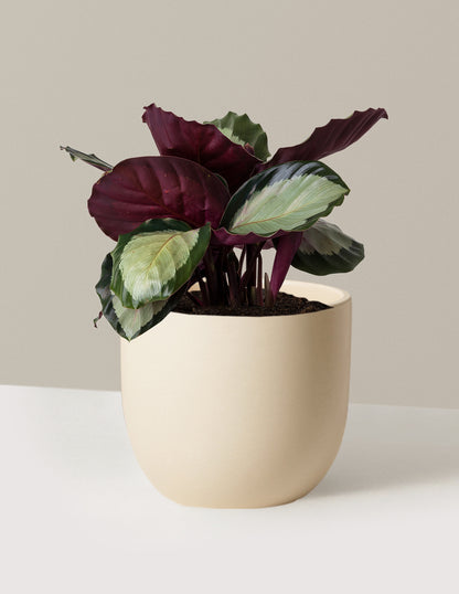 Calathea Rosy
