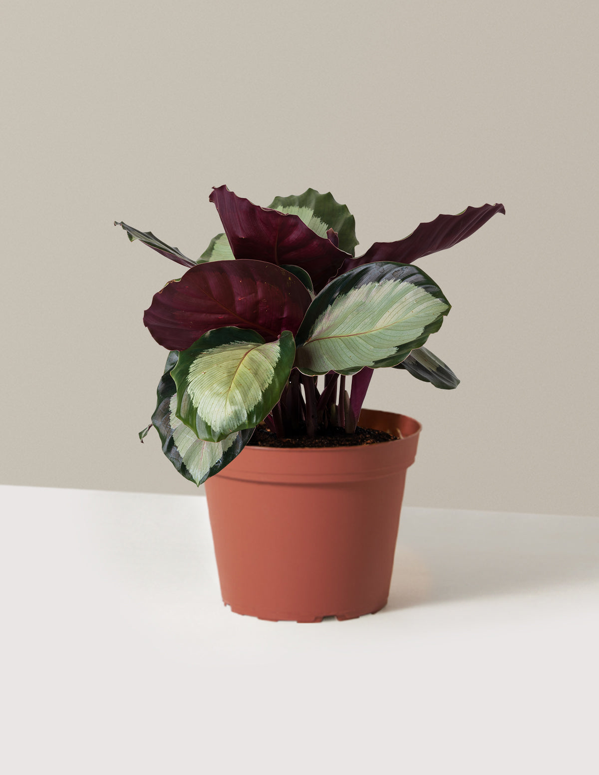 Calathea Rosy