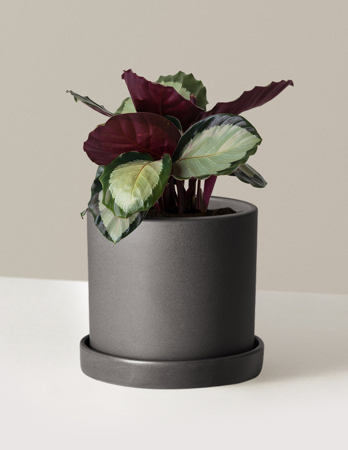 Calathea Rosy