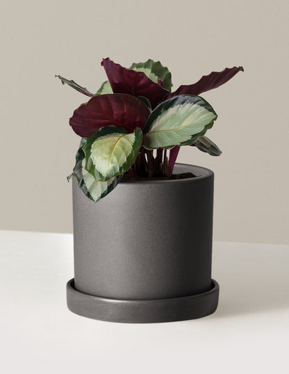 Calathea Rosy
