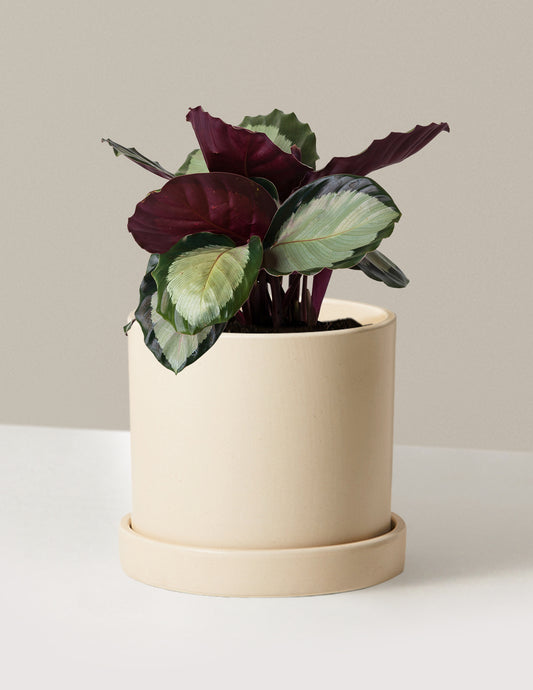 Calathea Rosy
