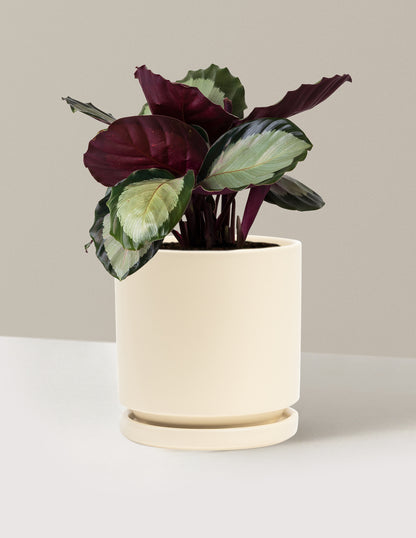 Calathea Rosy