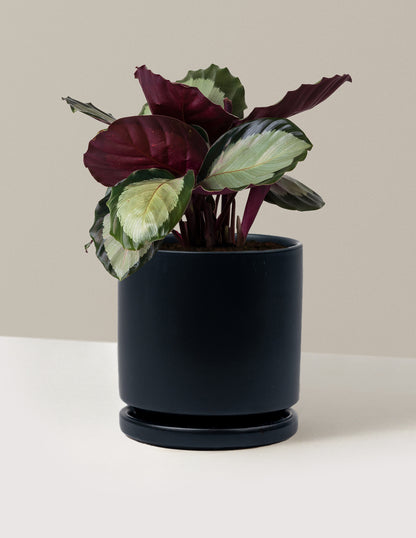 Calathea Rosy