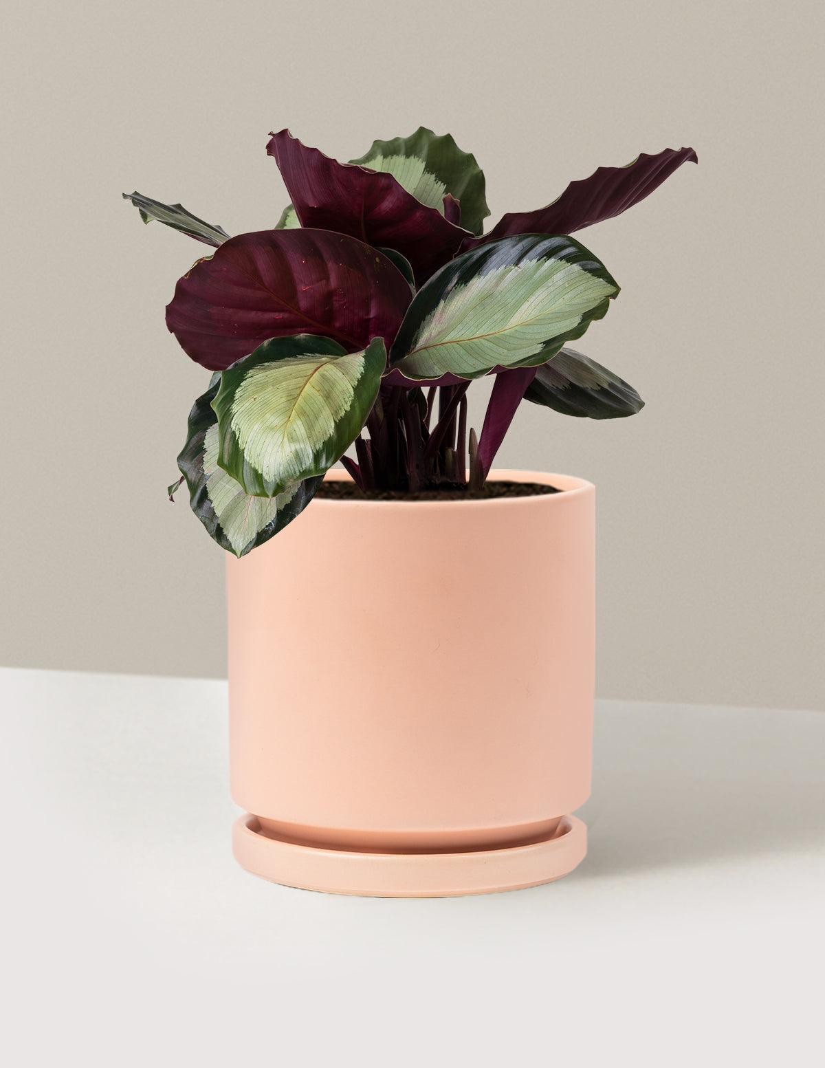 Calathea Rosy