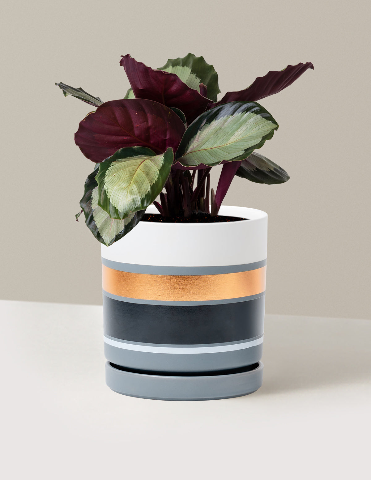 Calathea Rosy