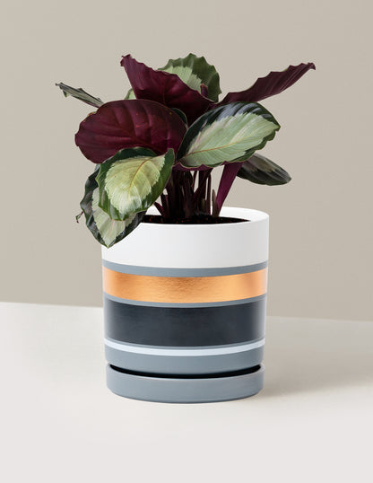 Calathea Rosy