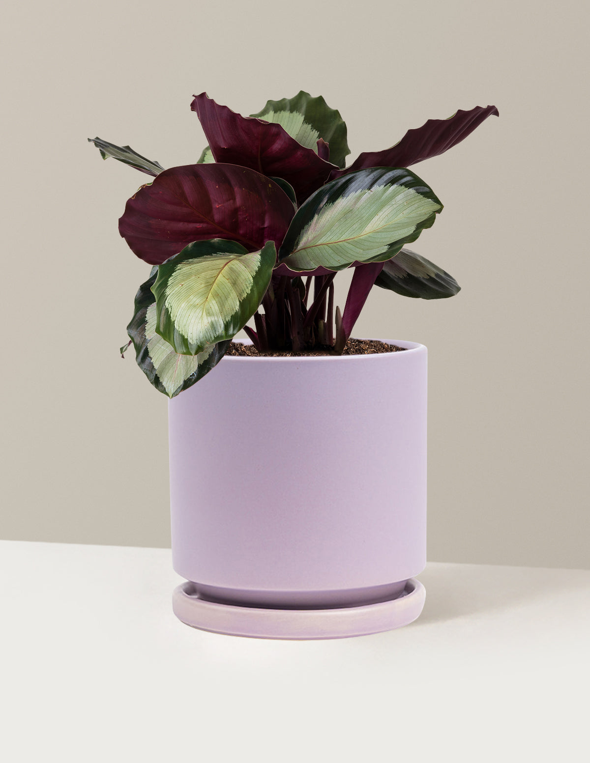 bundle | Medium | Isabella | Lavender