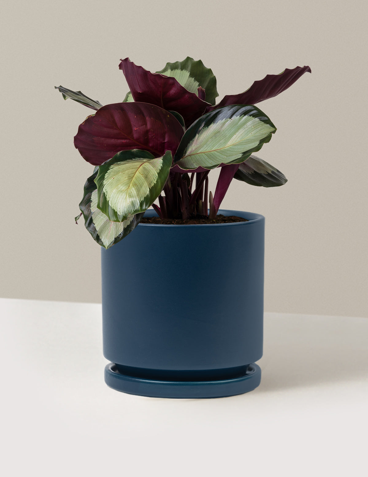Calathea Rosy