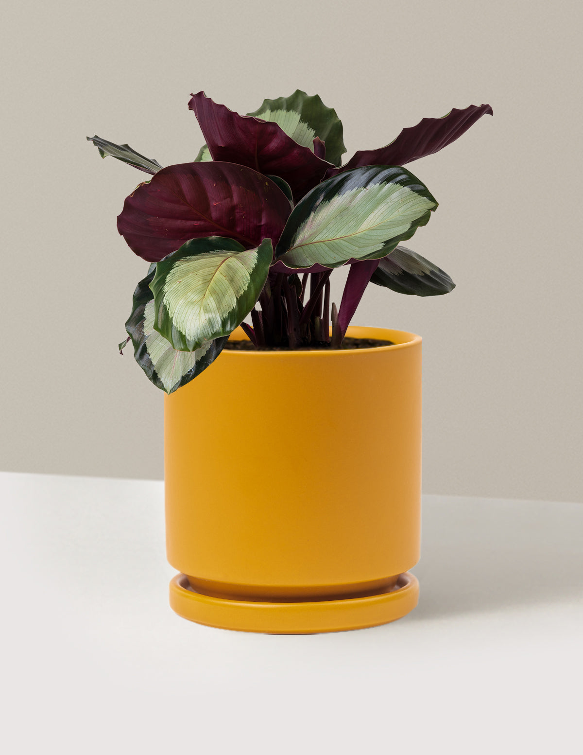 Calathea Rosy
