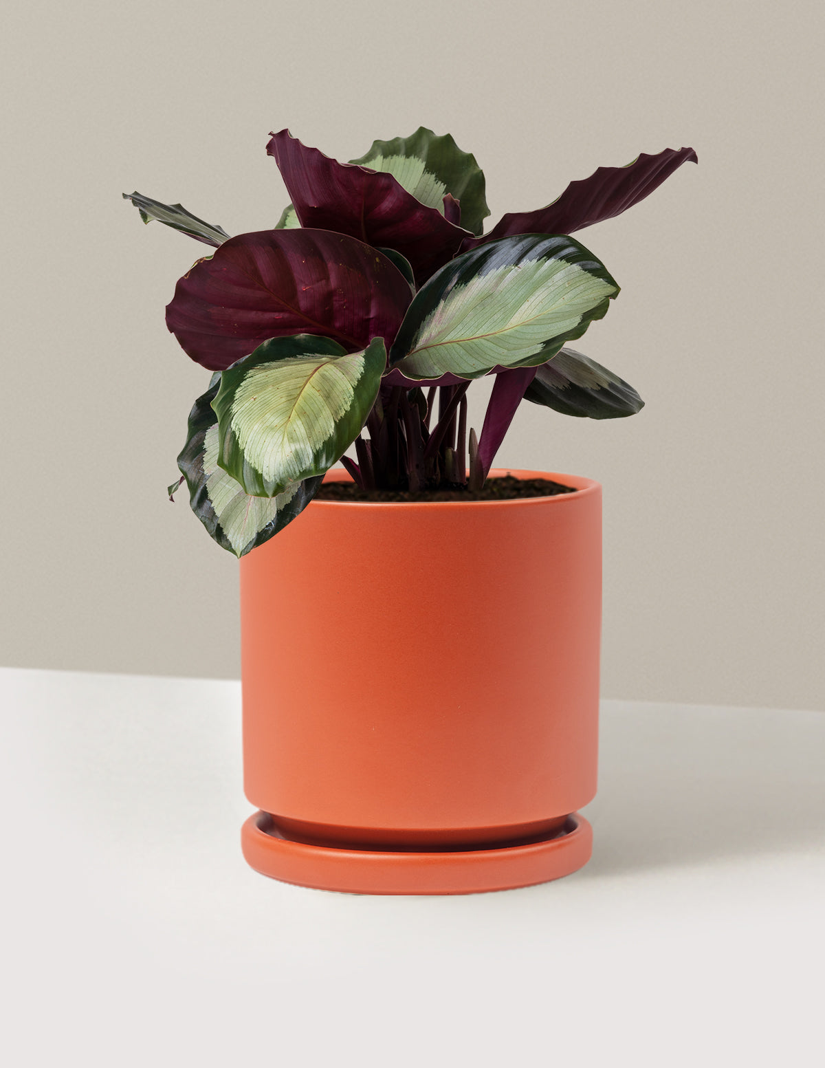 Calathea Rosy