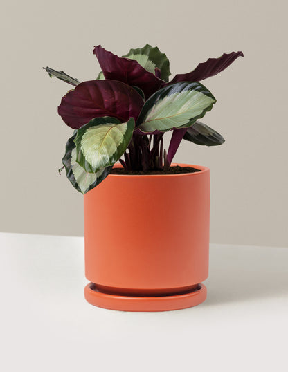 Calathea Rosy