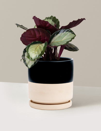 Calathea Rosy