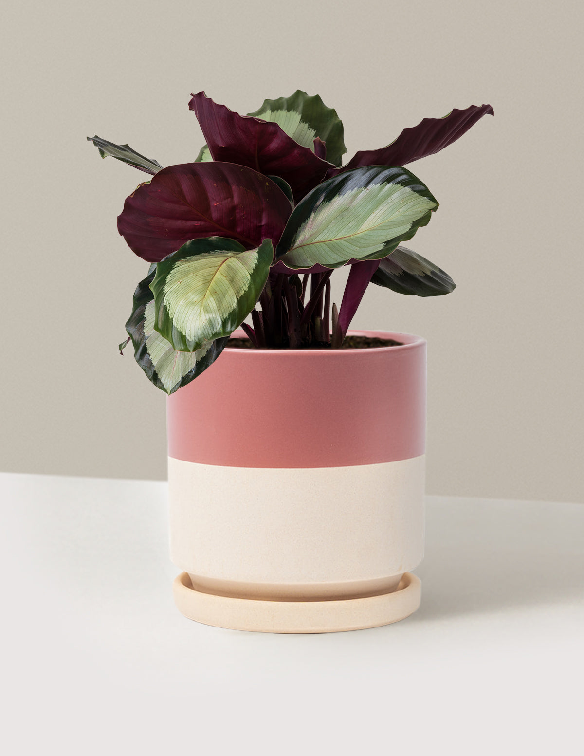 bundle | Medium | Isabella | Top Half Dusty Rose