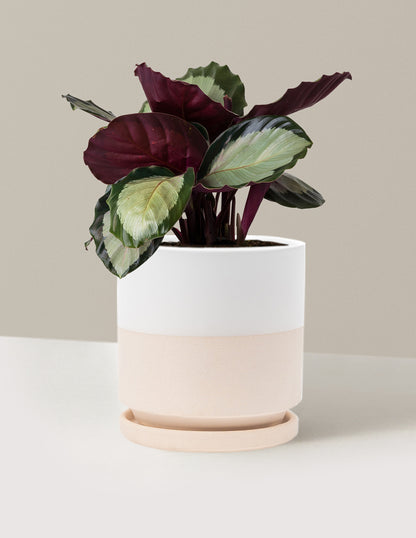 Calathea Rosy